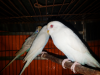 Albino budgrigar bird